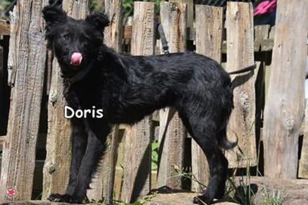 Doris