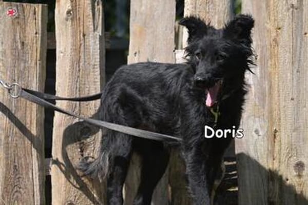 Doris