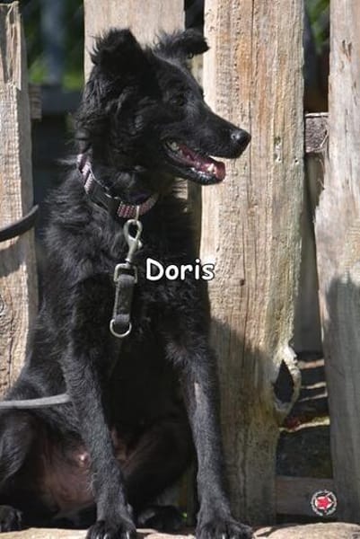 Doris