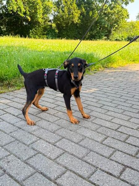 Welpe Mathew sucht sein Glück - auf Pflegestelle in Kamp L.