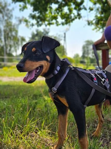 Welpe Mathew sucht sein Glück - auf Pflegestelle in Kamp L.