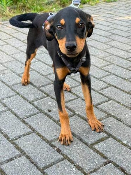 Welpe Mathew sucht sein Glück - auf Pflegestelle in Kamp L.