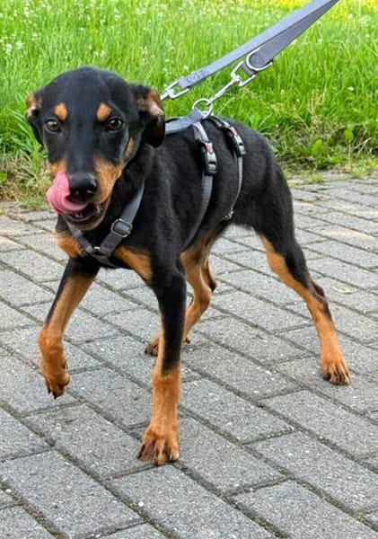 Welpe Mathew sucht sein Glück - auf Pflegestelle in Kamp L.