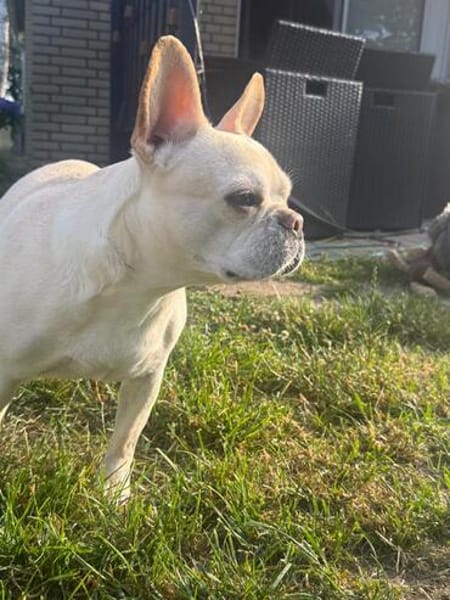 Phoebe - Zuhause gesucht