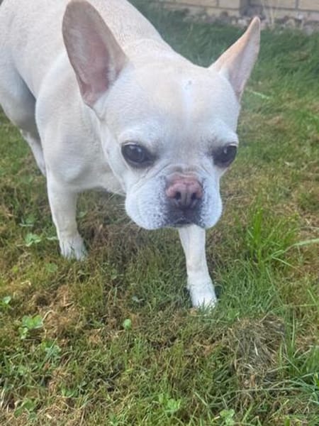 Phoebe - Zuhause gesucht