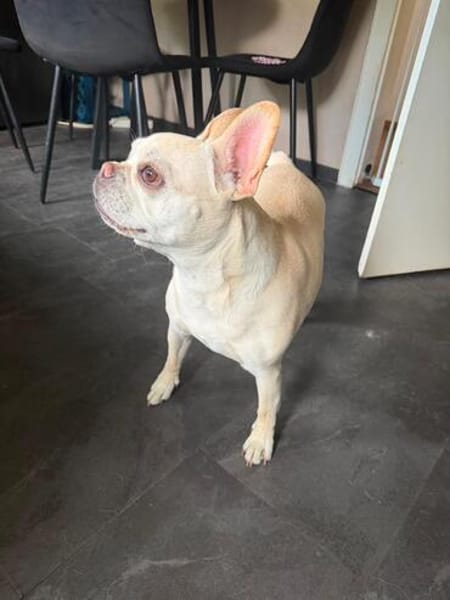 Phoebe - Zuhause gesucht