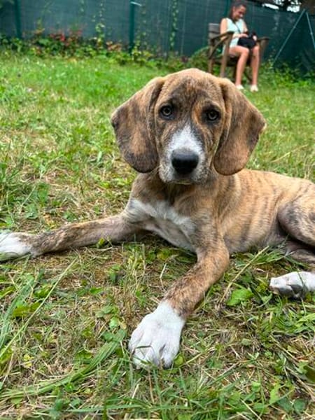 Zuhause gesucht für Cookie
