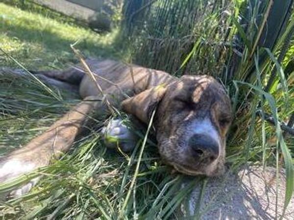 Zuhause gesucht für Cookie