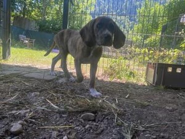 Zuhause gesucht für Cookie