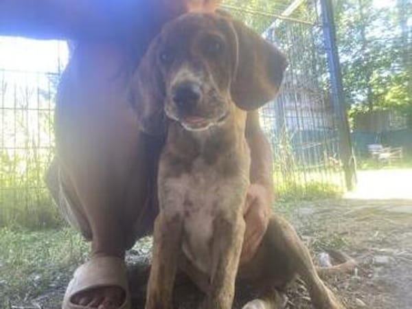 Zuhause gesucht für Cookie