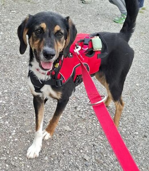 Daisy  befindet sich in 83104 Tuntenhausen