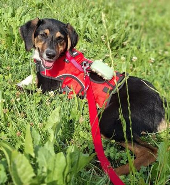 Daisy  befindet sich in 83104 Tuntenhausen