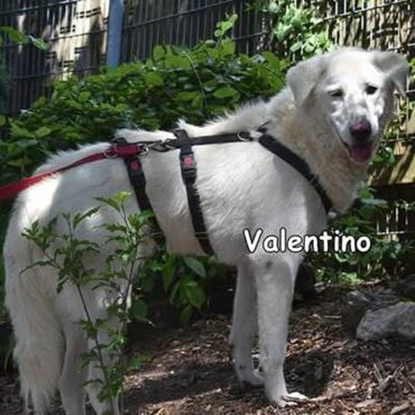 Valentino in der Tierherberge Donzdorf