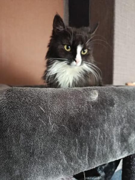 Lucy sucht neues Zuhause als Einzelprinzessin