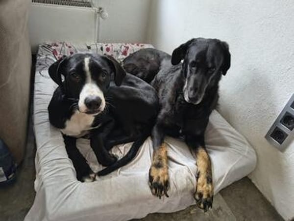 MONTY-LIEBENSWERTER JUNGSPUND