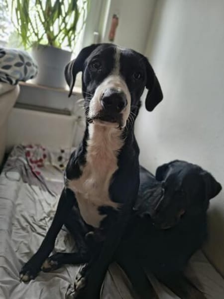MONTY-LIEBENSWERTER JUNGSPUND
