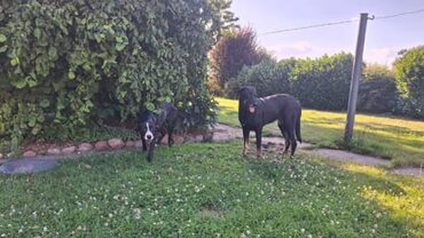 MONTY-LIEBENSWERTER JUNGSPUND