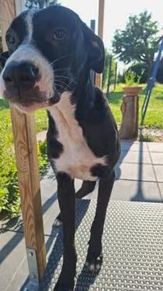 MONTY-LIEBENSWERTER JUNGSPUND