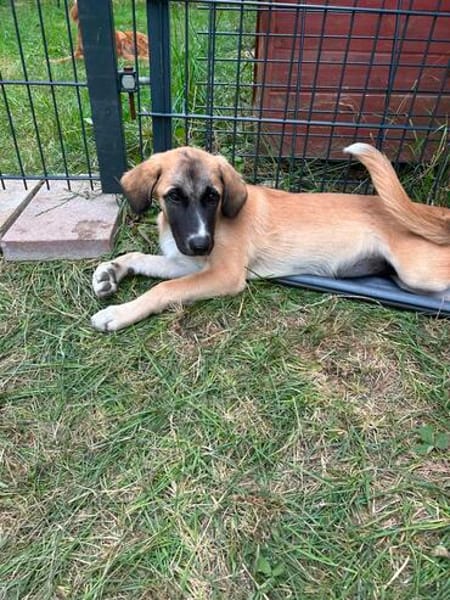 Zuhause gesucht für Ella