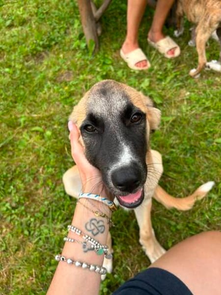 Zuhause gesucht für Ella