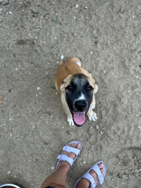 Zuhause gesucht für Ella