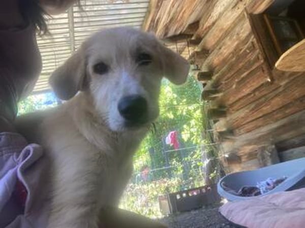 Zuhause gesucht für Eddy