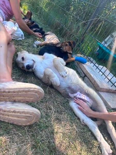 Zuhause gesucht für Eddy