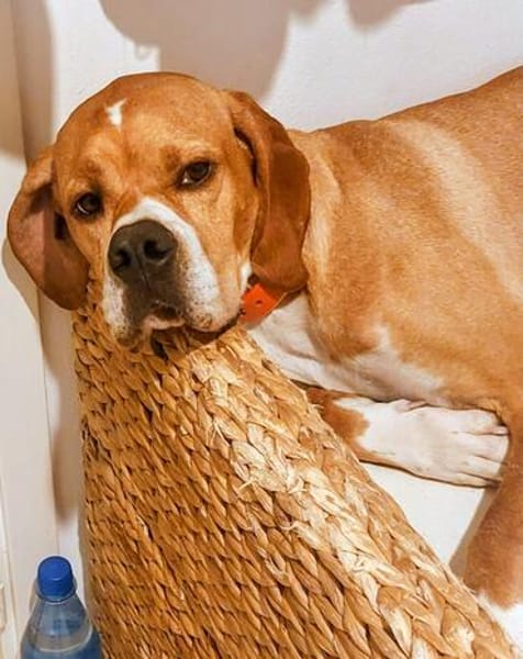 Maggie sucht ihr Für-Immer-Zuhause ❤