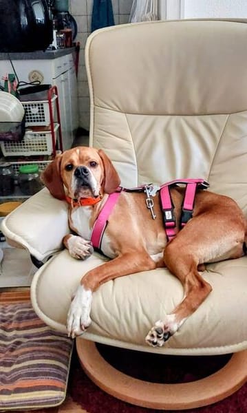Maggie sucht ihr Für-Immer-Zuhause ❤