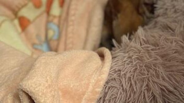 Süßer Dani2 sucht sein Zuhause