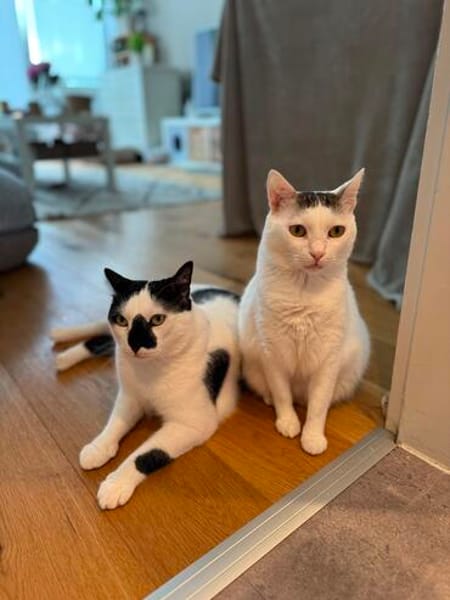Sake und Rumi aus dem Tierschutz