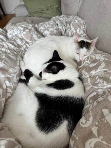 Sake und Rumi aus dem Tierschutz