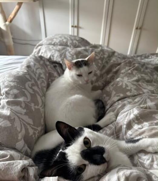 Sake und Rumi aus dem Tierschutz