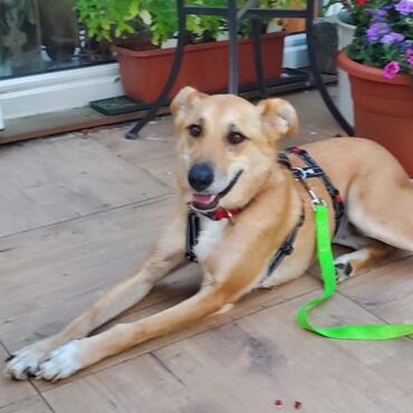 Kessi💕wartet in 23617 Stockelsdorf