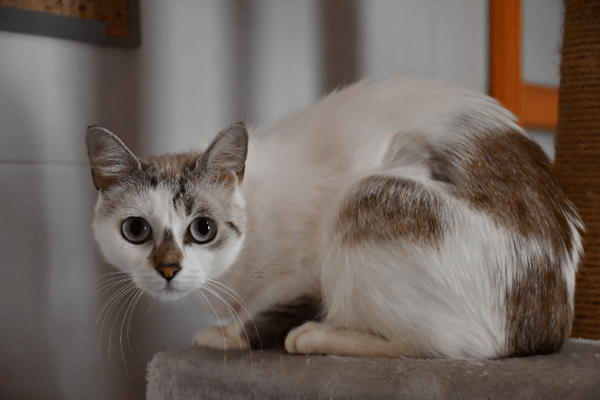 Molly