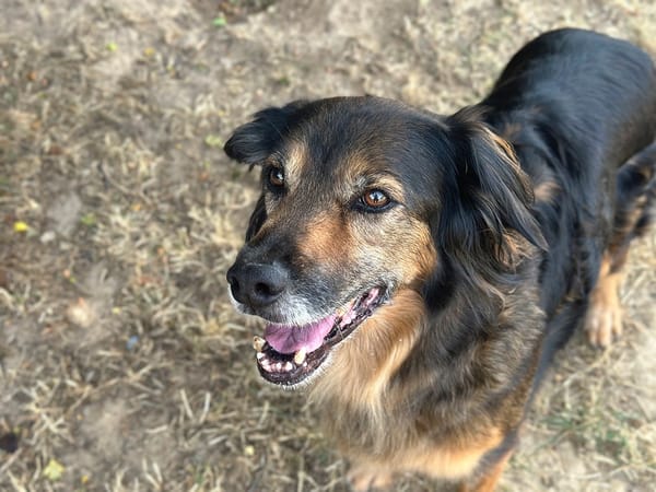 MAYA