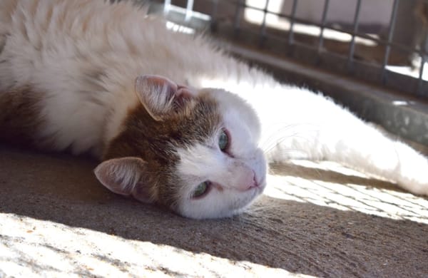 ZEBULON