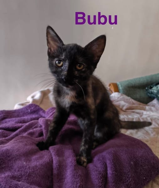 BEBE et BUBU
