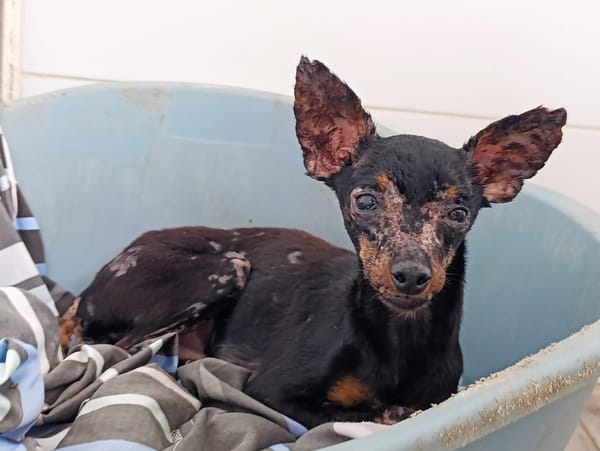 PAQUITO