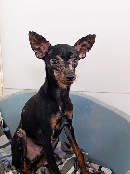 PAQUITO