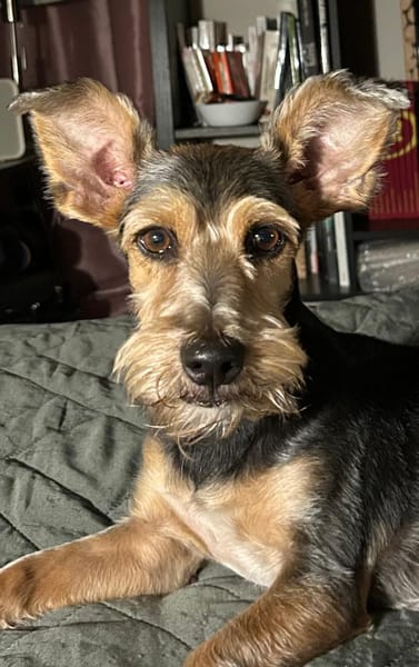 Perla
