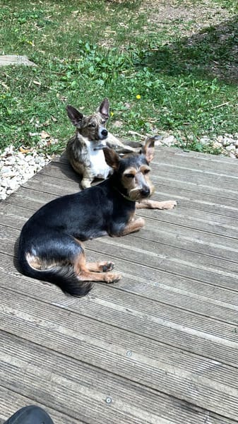 Perla