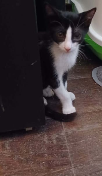 Eliot