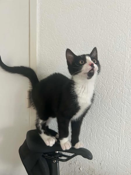 Pogi