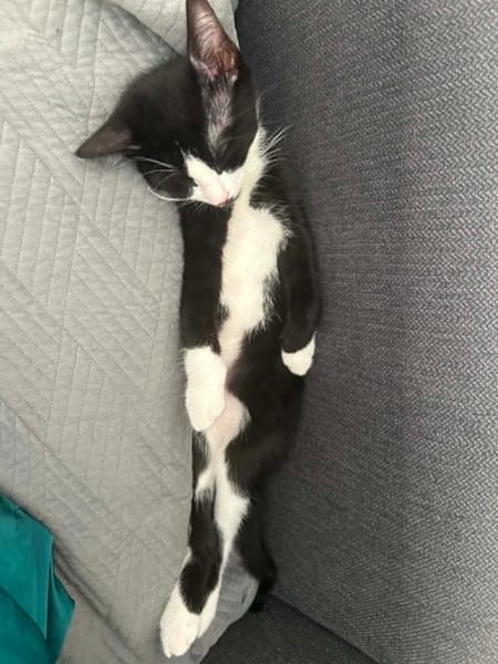 Pogi