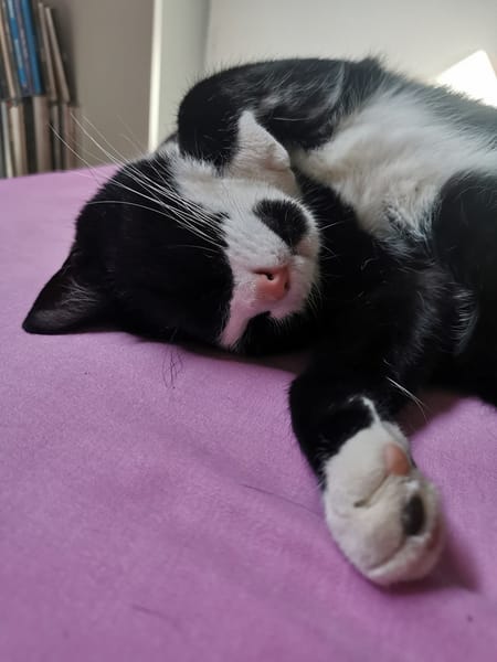 Pogi