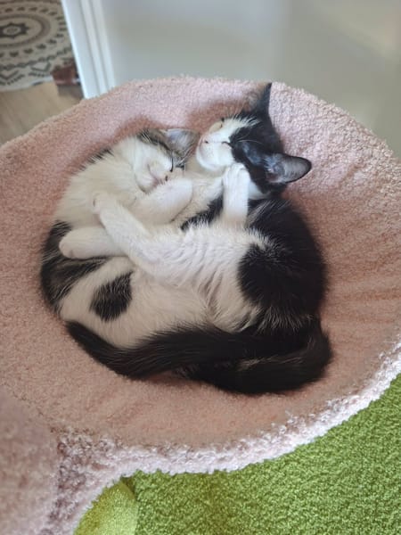 Ignace et Momo