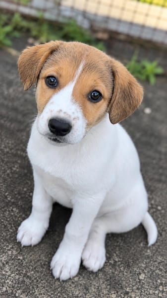 TOUPIE