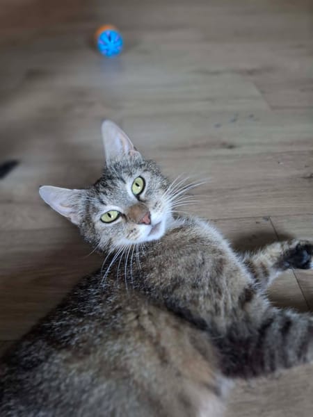 Mimi