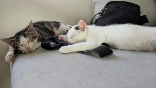 Bart et Boop